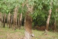 Economie / Soubré : Un excédent de 25 millions pour les producteurs de caoutchouc