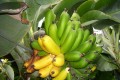 50 ANS D’ERREURS GEOSTRATEGIQUES DES DIRIGEANTS AFRICAINS : L’EXEMPLE DE LA BANANE
