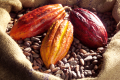 Cabosses- et feves de cacao