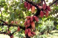 Ismaël Bamba, directeur des opérations techniques du Conseil café-cacao : “ C’est une certitude, le cacao ivoirien est, aujourd’hui, d’une très bonne qualité ’’