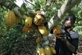 Chronique du Dr Serge-Nicolas NZI / De la BNDA à la BFA, cascade de faillites : Quel avenir pour l’agriculture ivoirienne