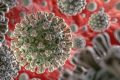 Coronavirus : La prévention est la seule voie pour l’Afrique face au covid-19